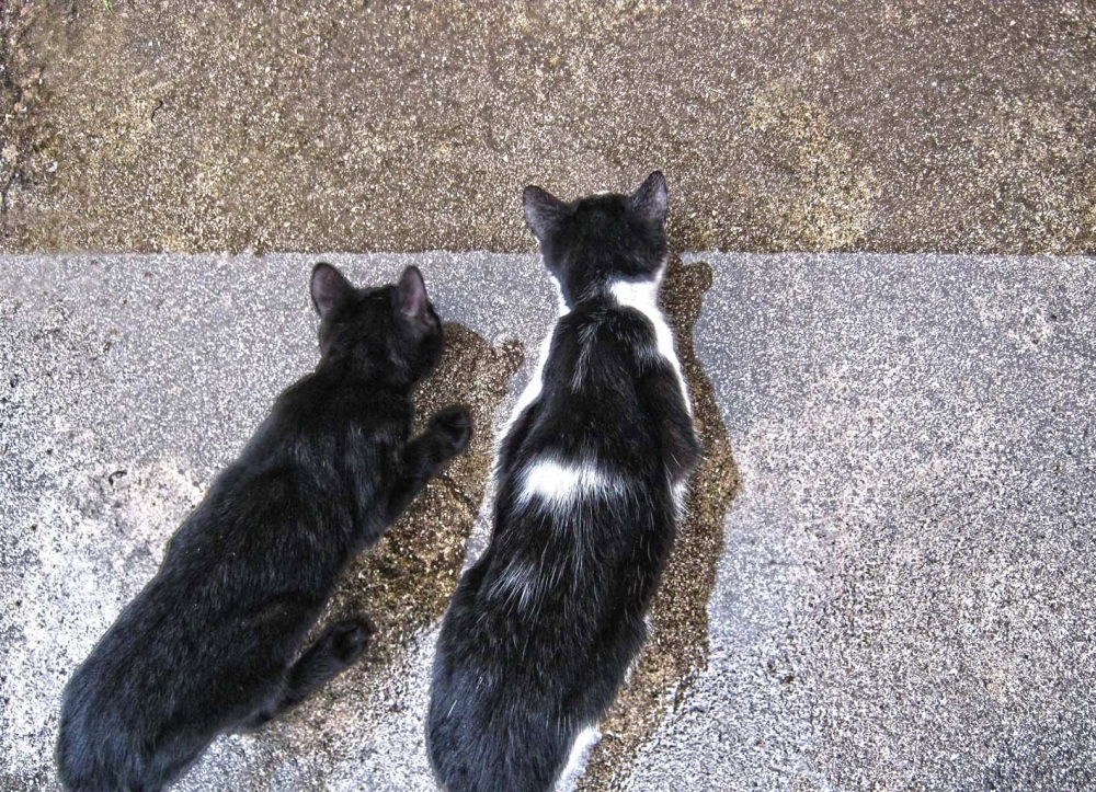 "El agua, los gatos y sus reflejos" de Mara Griselda Garca Cuerva