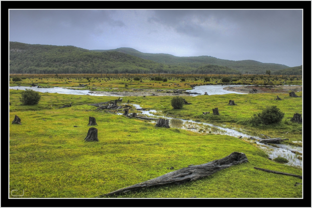 "Bosque talado" de Claudio Jord