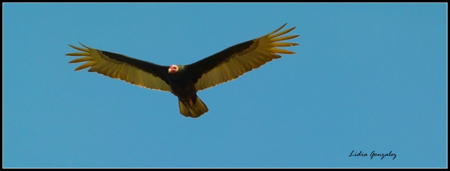 "al vuelo" de Lidia Gonzalez