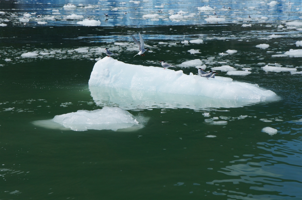 "hielo aves y reflejos.." de Ruben Alex Villarroel