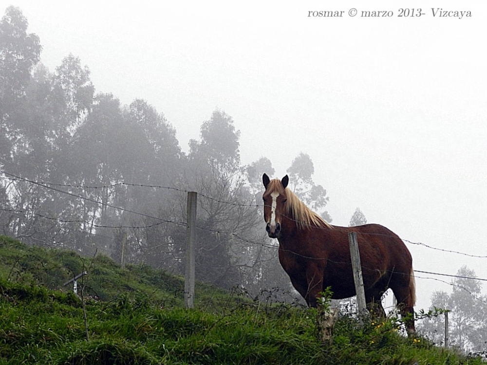 "el caballo y la niebla" de Rosa Mara Olivn