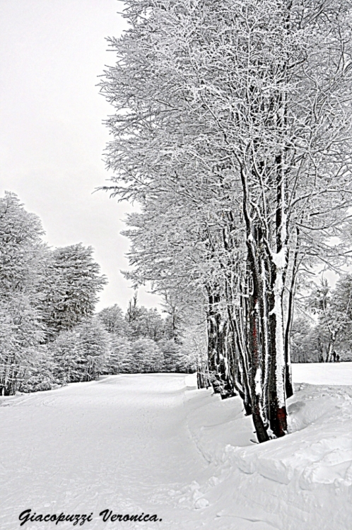 "Frio Blanco!!!.." de Veronica Giacopuzzi