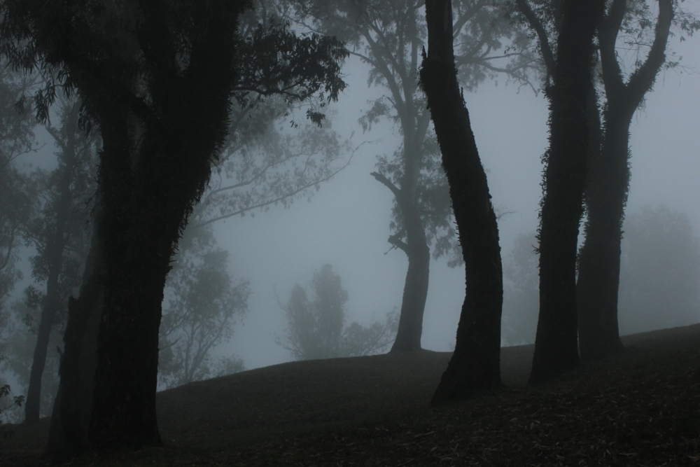 "Tarde Gris" de Sofia Troncoso