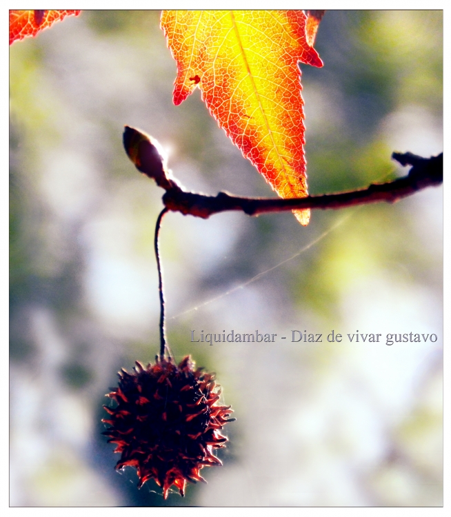 "Liquidambar 11 - Diaz de vivar gustavo" de Gustavo Diaz de Vivar