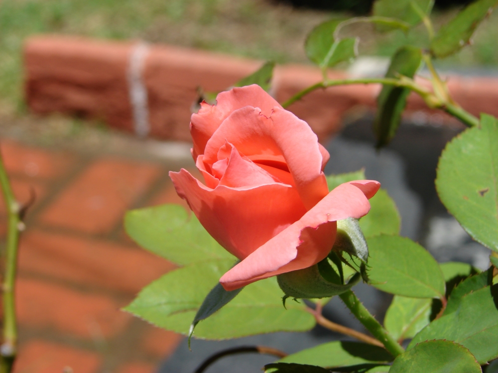 "FLOR" de Maria Fernanda Nieto