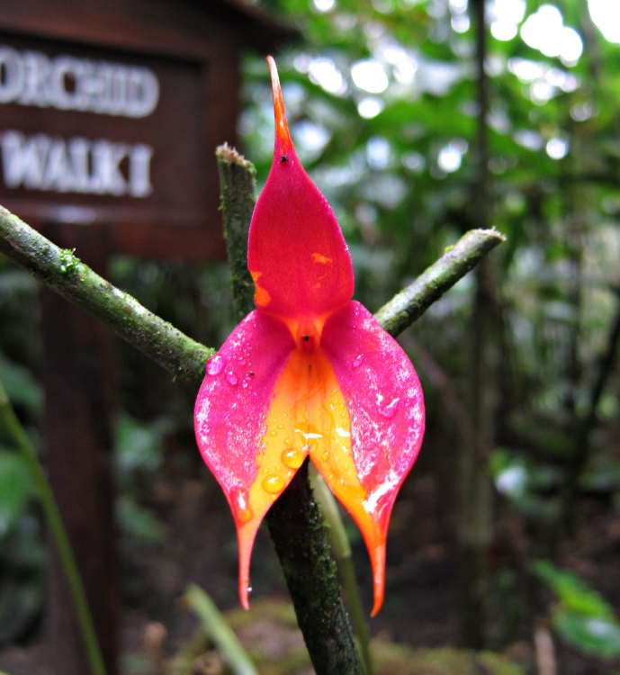 "Orquidea Waqanki" de Daniel Capano