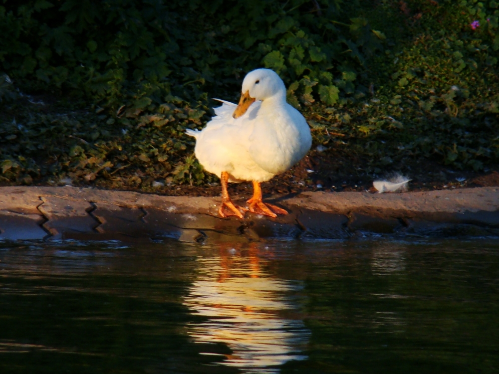 "TIERNO REFLEJO" de Roberto Carlos Lisowyj - ( Roby )