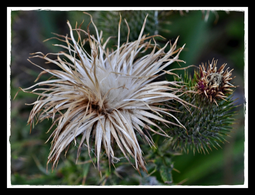 "Flor de campo" de Fernando Bordignon