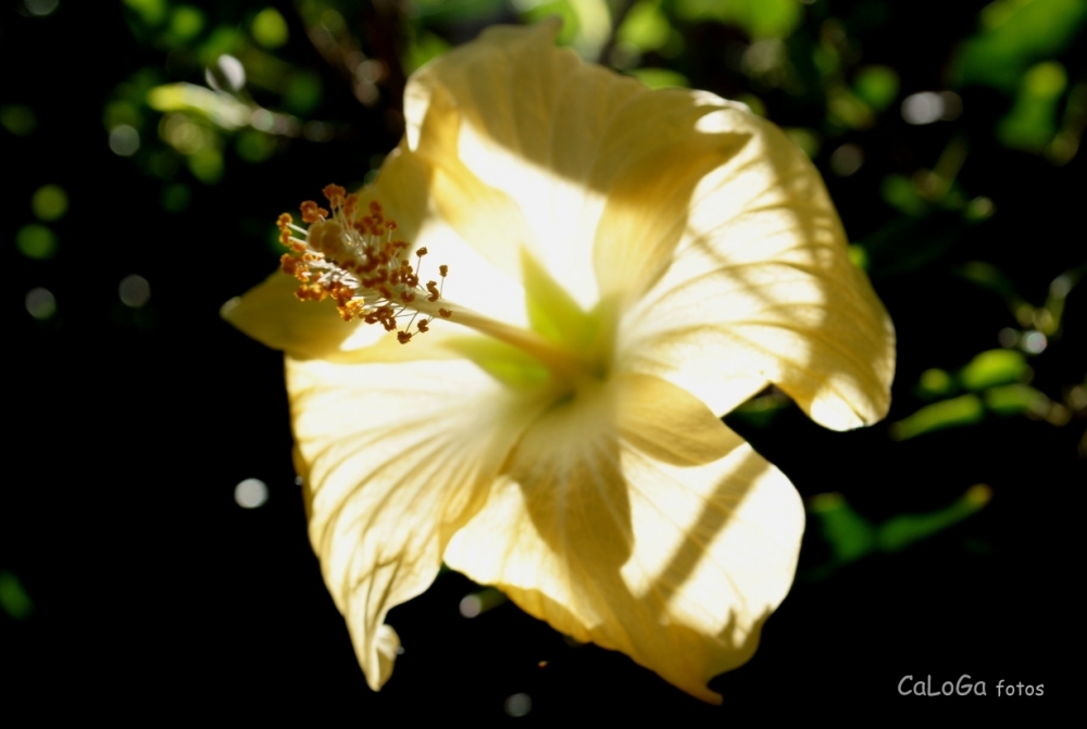 "` flor con ptalos de sol`" de Carolina Lopez