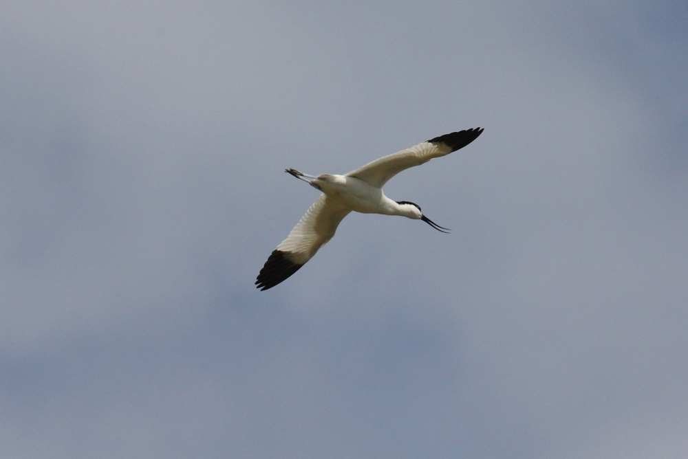 "Avoceta en vuelo" de Manuel Angel Patio