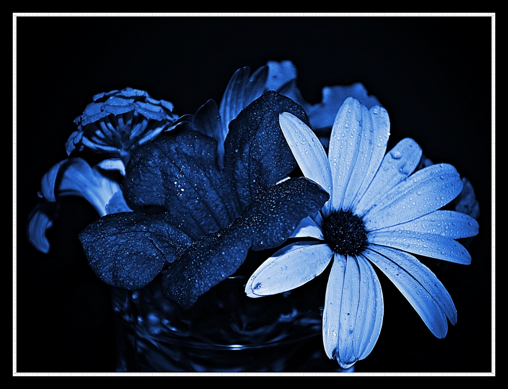 "Flowers in blue" de Fernando Bordignon