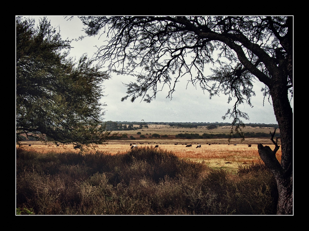 "caminos pampeanos" de Jose Luis Anania