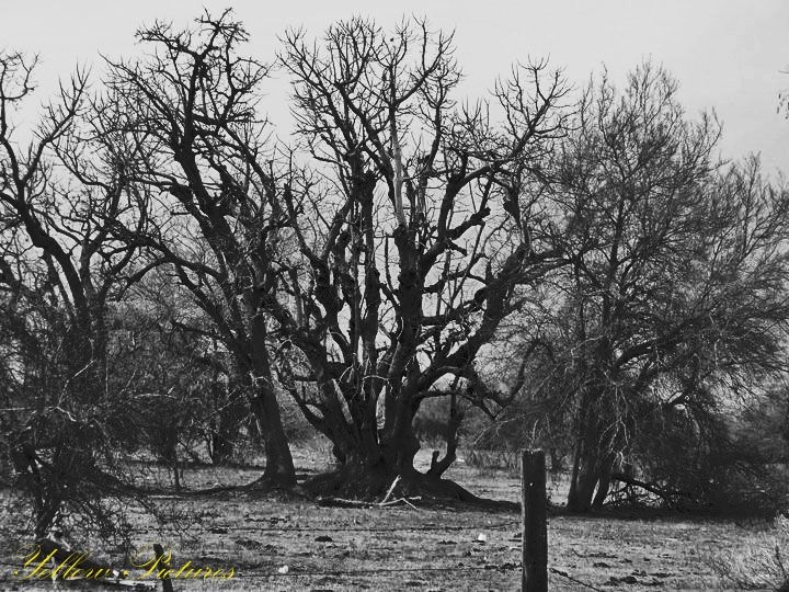 "`Los Ents`" de Silvina Andrea Sanchez