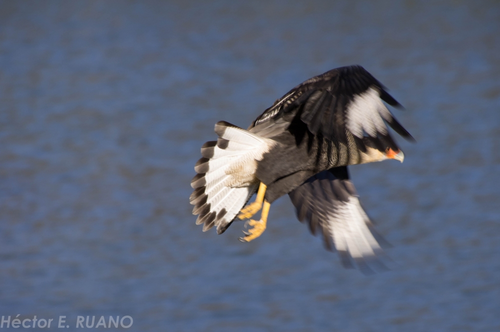 "vuelo" de Hctor Ernesto Ruano