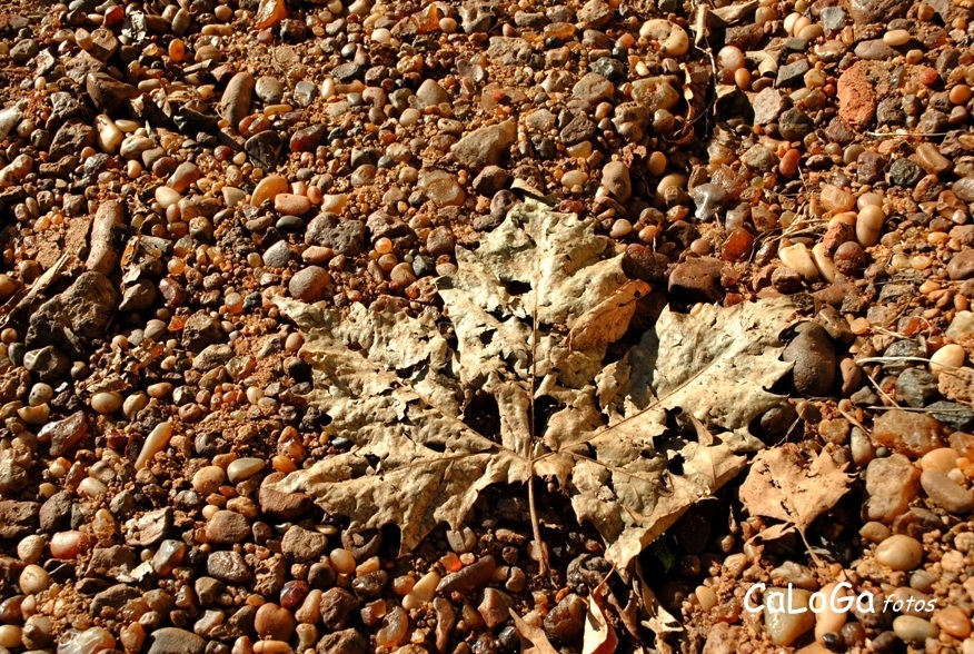 "entre las piedras" de Carolina Lopez