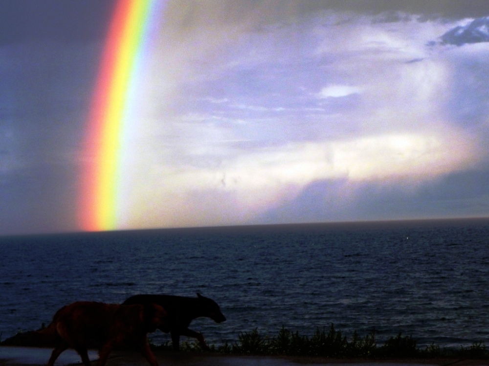 "TARDE DE PERROS" de Hector Luis Pereyra