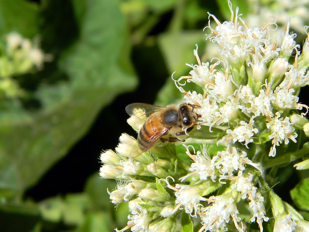 "Abeja (apis mellifera)" de Germn Porten