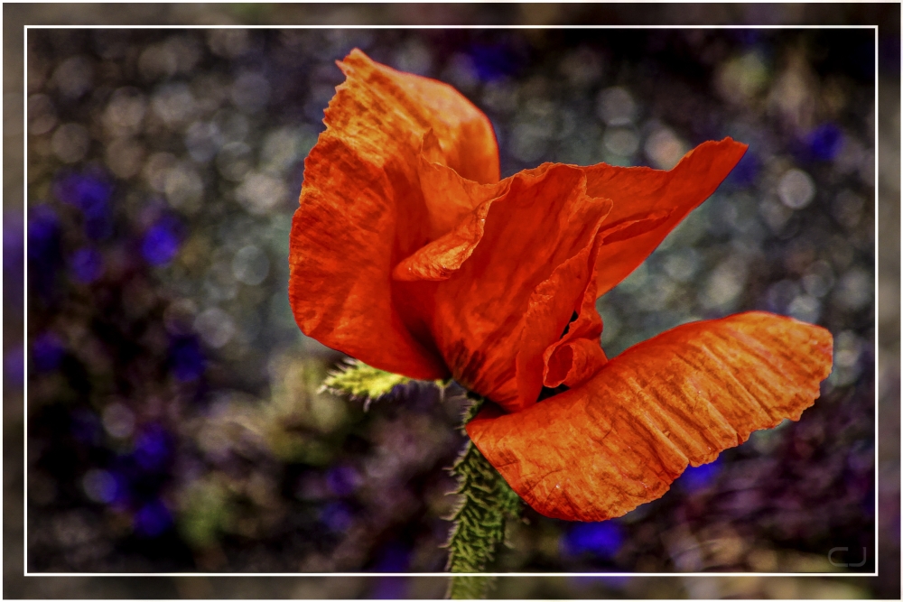 "Amapola roja de Ushuaia" de Claudio Jord