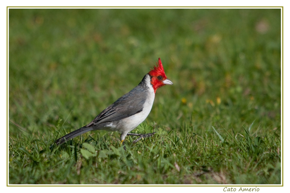 "Cardenal" de Carlos Amerio (cato)