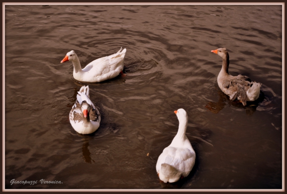 "A la ronda....." de Veronica Giacopuzzi