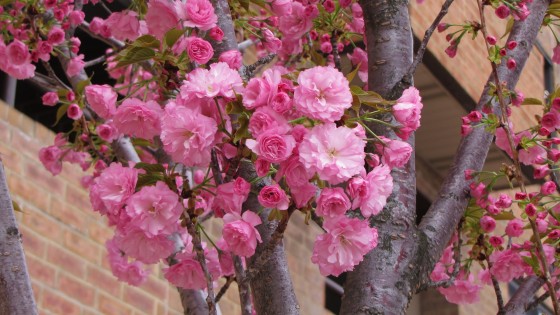 "Primavera por fin!" de Gloria Gil