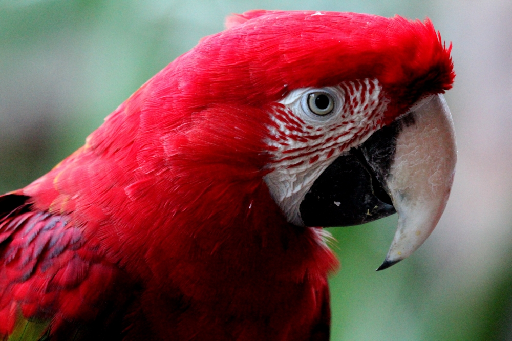 "Guacamayo en rojo" de Juan Carlos Barilari