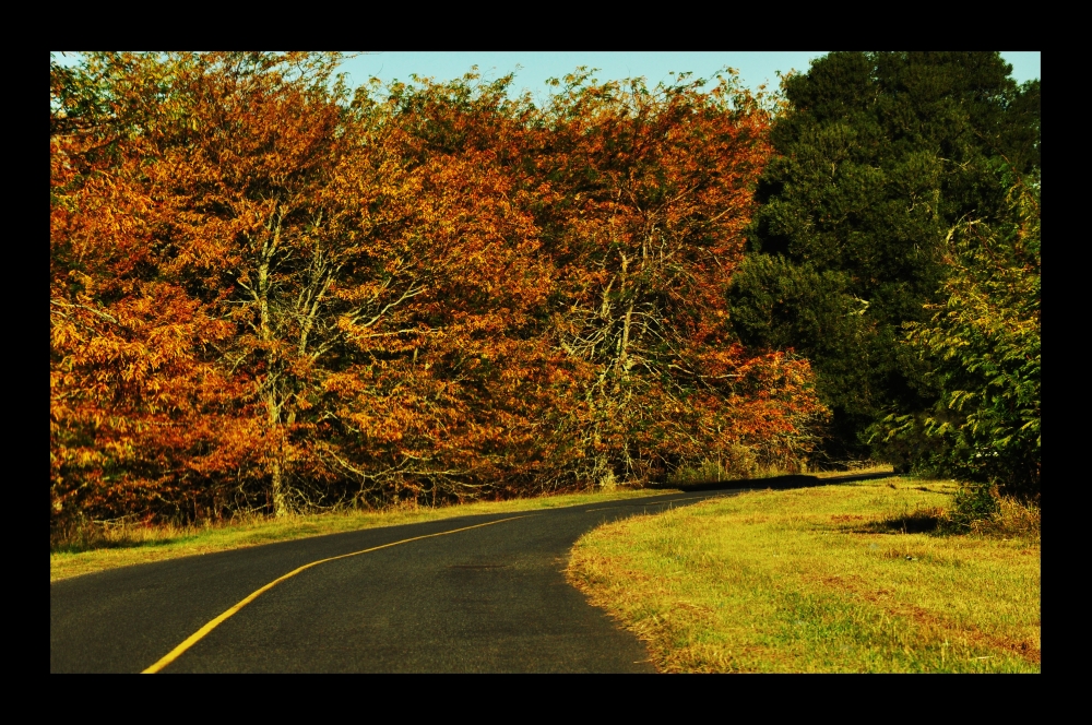 "CaMiNo OtOaL" de Angela R. Bartoli