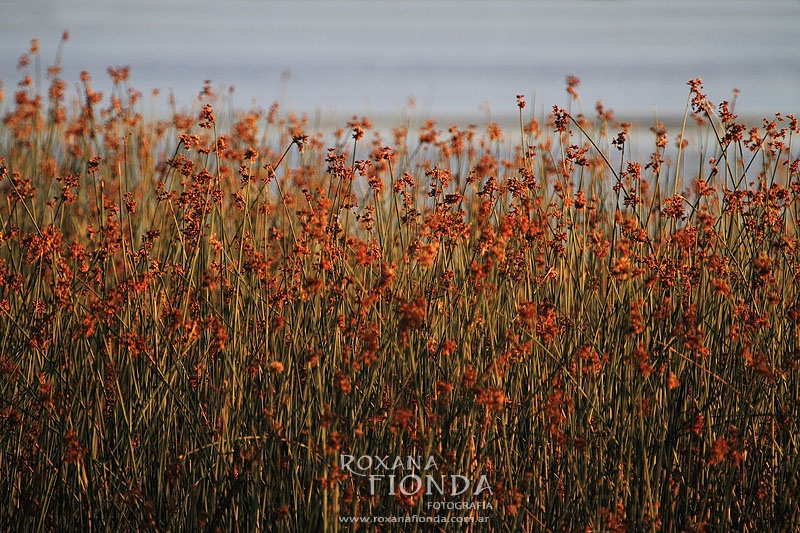 "Barrera floral..." de Roxana Fionda