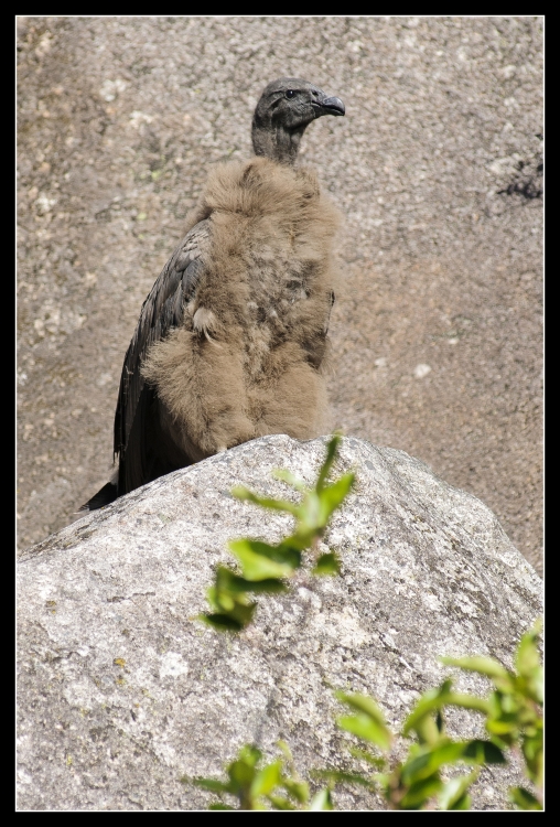 "Condor Andino (Pichon)" de Julian Donatelli