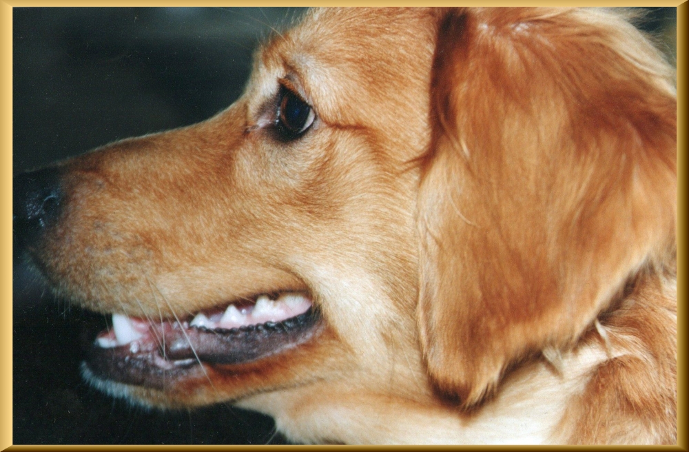 "FELIZ DIA A TODOS LOS ANIMALITOS." de Maria Calvo