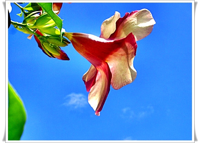 "Una flor en el cielo" de Valeria Montrfano
