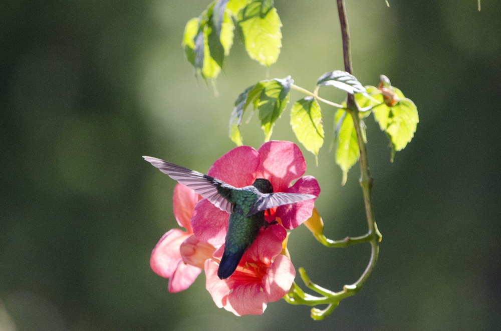 "colibri" de Marian Carola Lanfranco