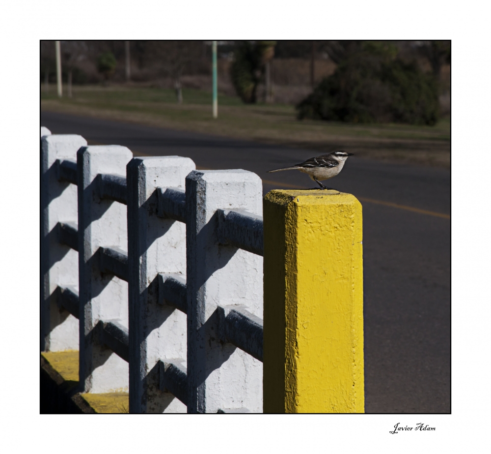 "Elijo amarillo" de Javier Adam