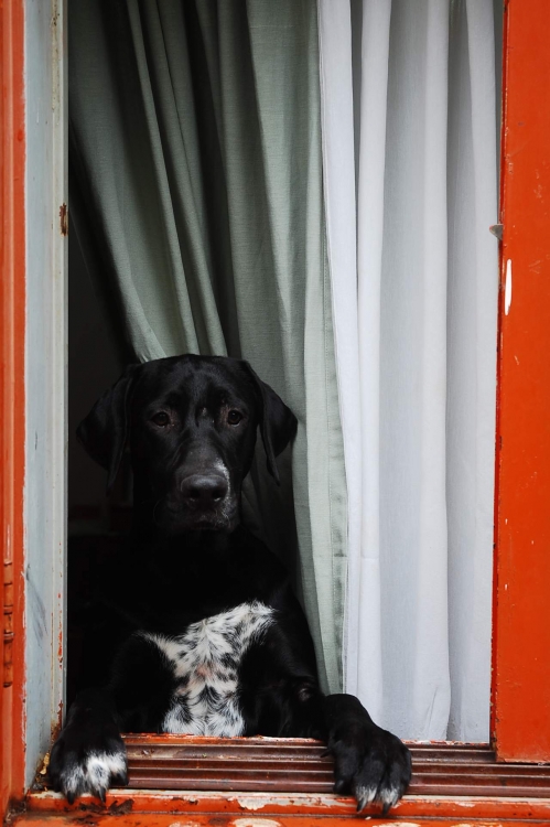 "mirada de perro" de Luis Silva