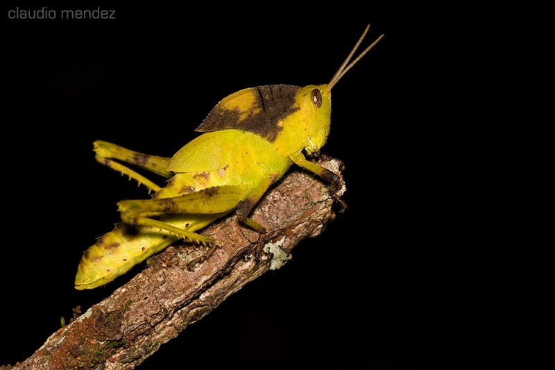 "Langosta amarilla.." de Claudio Roberto Mendez