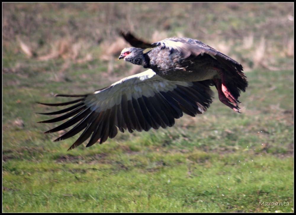 "Chaj tomando vuelo" de Margarita Amerio