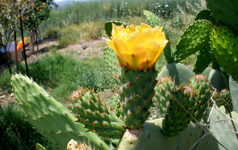 "Cactus florido - 1" de Tzvi Katz