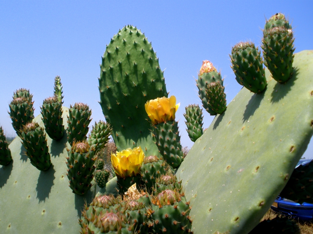 "Cactus florido - 2" de Tzvi Katz