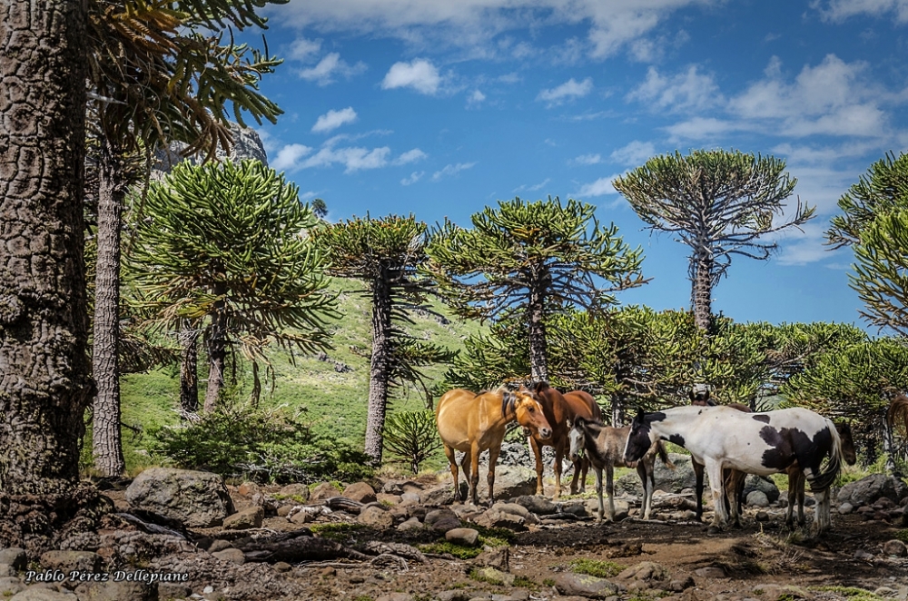 "Caballos y araucarias" de Pablo Perez Dellepiane