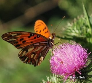 "mariposa.." de Paula Solari