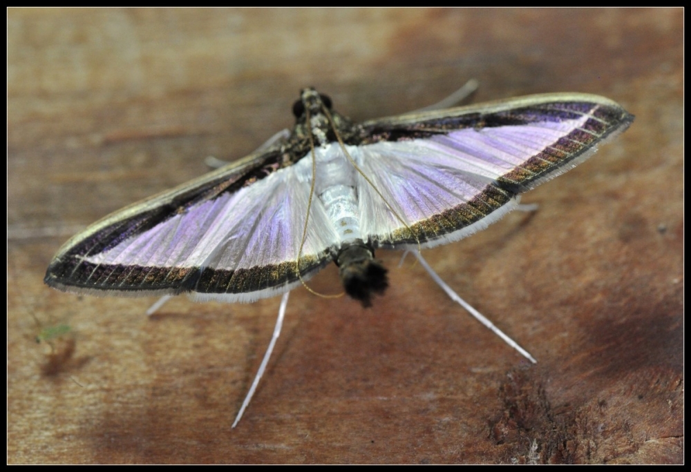 "Mariposa" de Raquel Perazo