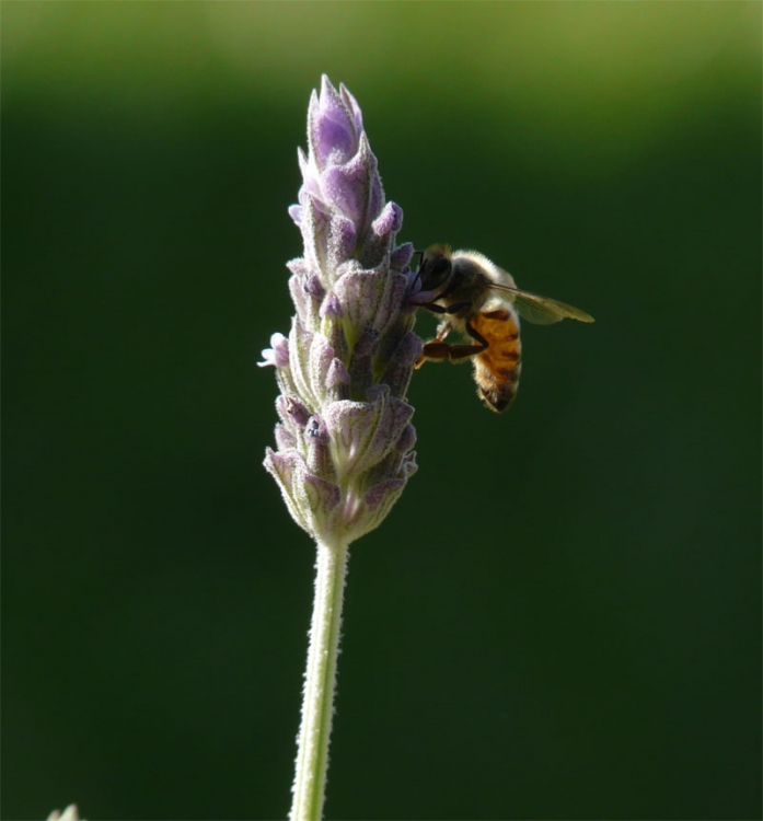 "Abeja en lavanda" de Andrs Venditti