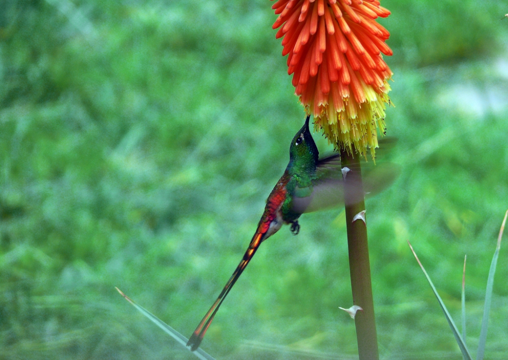 "Colibri" de Daniel Rodolfo Avila