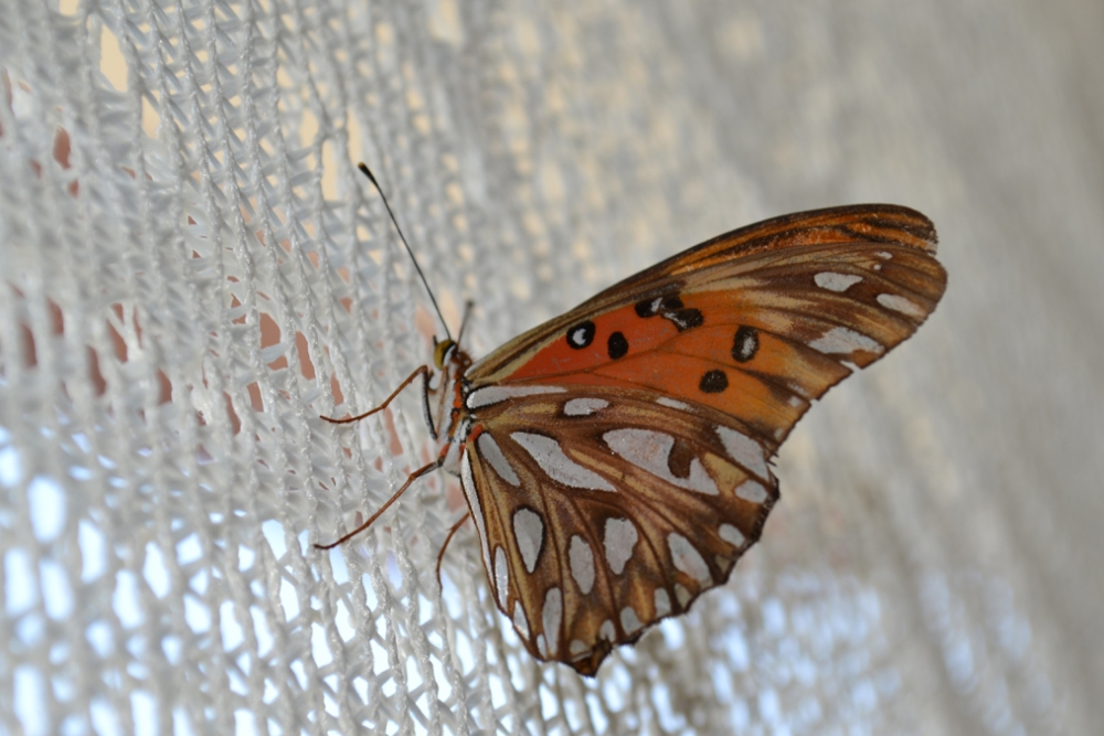 "Mariposa" de Gimena Aumada