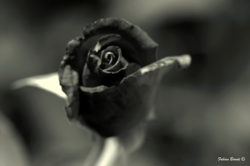 "`Rosa Negra`" de Fabian Biondi