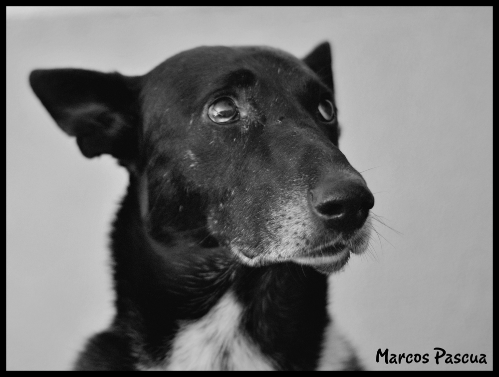 "Retratos caninos" de Marcos Pascua