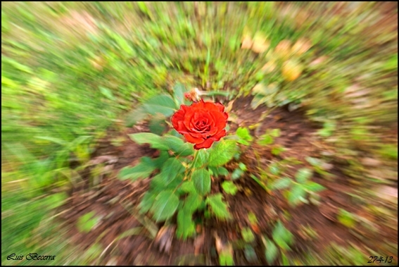 "La Rosa" de Luis Becerra