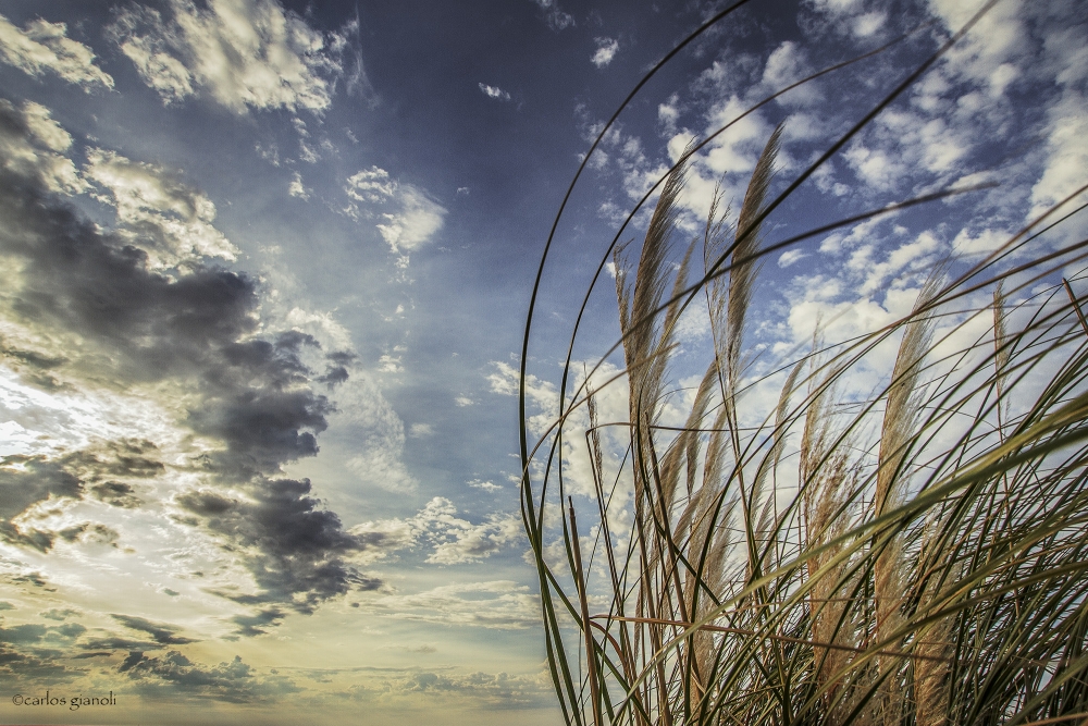 "Cielo y plumeritos" de Carlos Gianoli