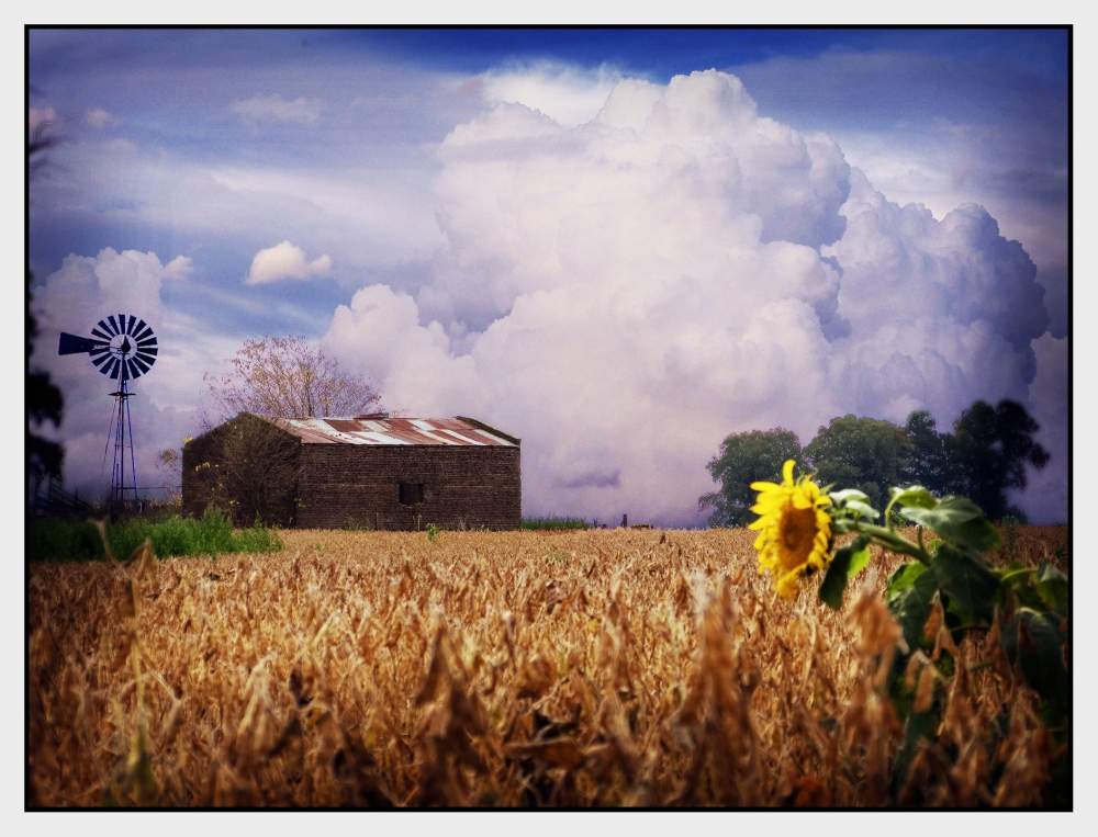 "La tormenta y un girasol" de Fernando Valdez Vazquez