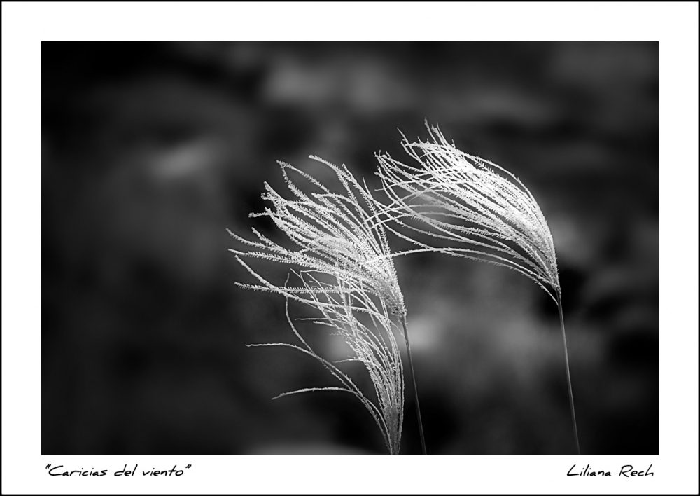 "Caricias del viento" de Liliana Rech